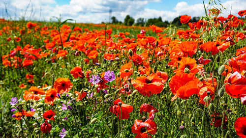 Close-up of red poppy flowers in field