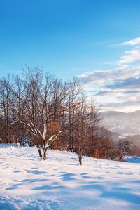 Bare trees on snow covered field against sky