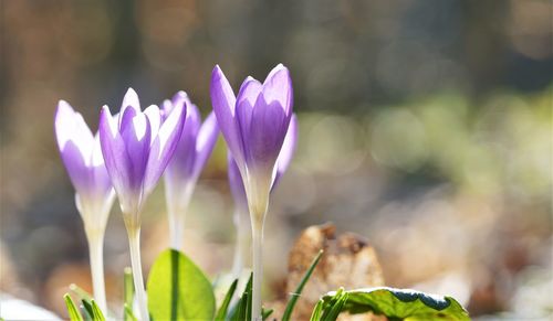 Close-up of purple crocus flower