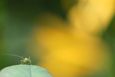 Close-up of insect on leaf