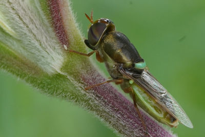 Close-up of fly on leaf