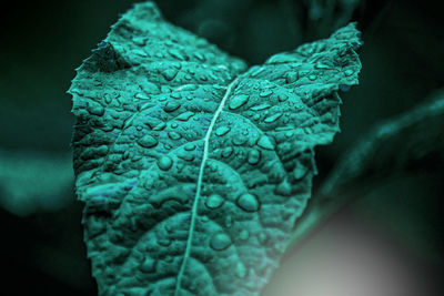 Close-up of dew drops on leaves