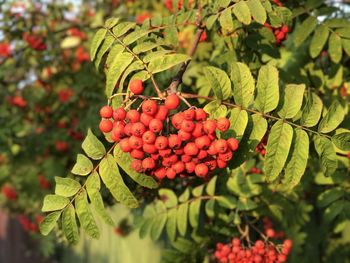Close-up of berries on tree