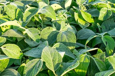 Full frame shot of fresh green plants