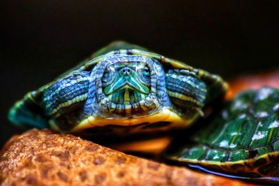 Close-up of turtle