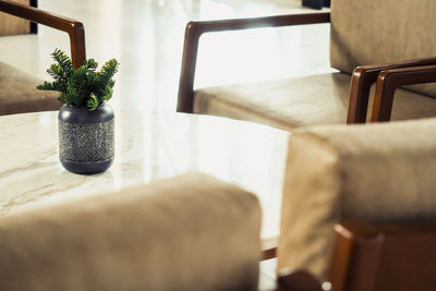 Close-up of potted plant on table at home