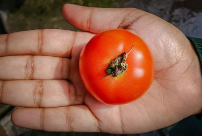 Cropped hand holding tomato