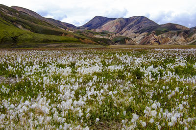 Scenic view of flowering plants on field against sky