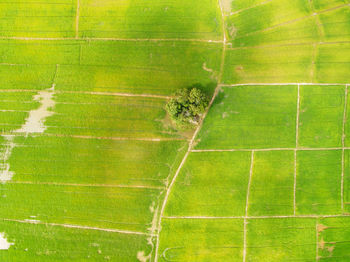 Scenic view of agricultural field