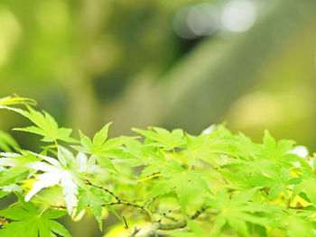 Close-up of fresh green leaves