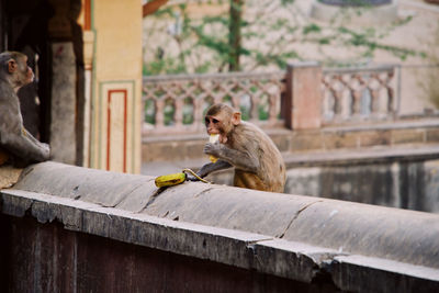 monkey