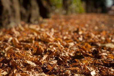 Close-up of maple leaves on field