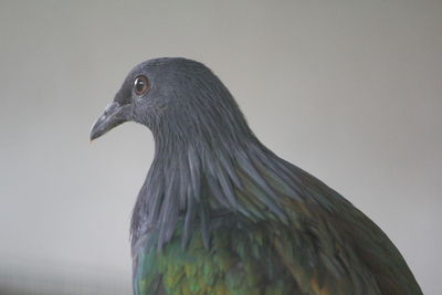 Close-up of a bird