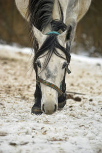 Close-up of a horse on field