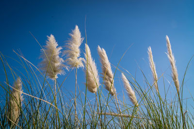 Close-up of plants against blue sky