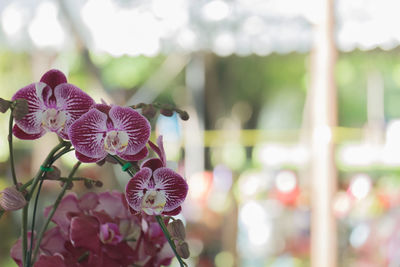 Close-up of purple orchid