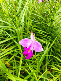 Close-up of purple crocus flowers on field