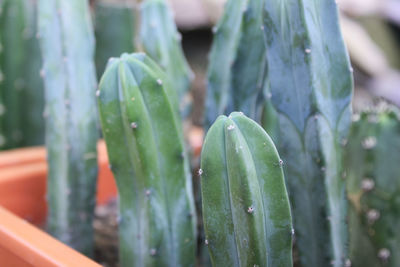 Close-up of wet plant