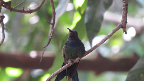 Bird perching on branch