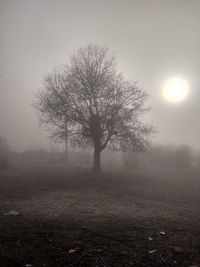 Tree on field against sky during foggy weather