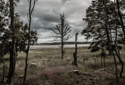 Trees on field against sky