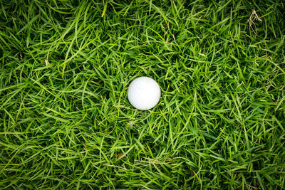 Golf ball on green grass in golf course.