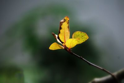 Close-up of yellow leaves on plant during autumn