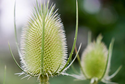 Close-up of plant