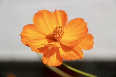 Close-up of orange flower