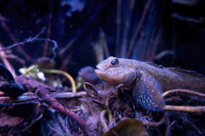 A goby fish on the bottom of an aquarium among the sediment debris consisting mainly of plant roots.