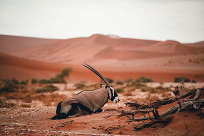 Oryx in sand dunes