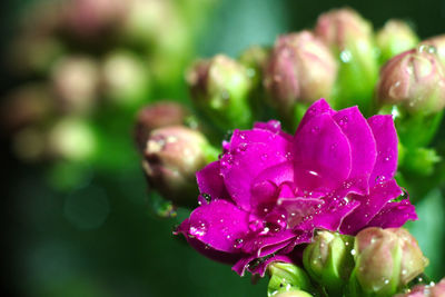 Close-up of wet pink rose flower