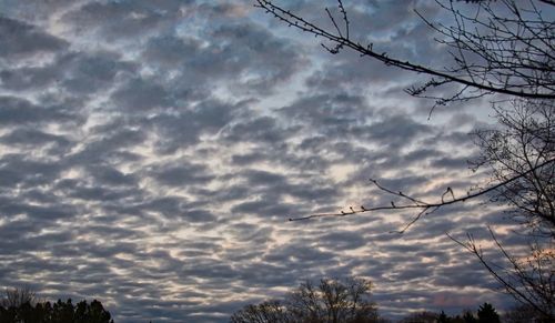 Low angle view of silhouette trees against sky