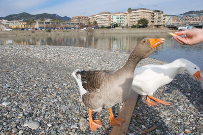 Close-up of hand by birds in lake against buildings