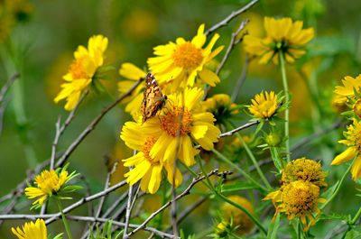 Close-up of yellow flower