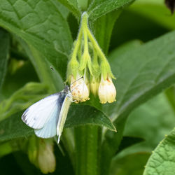 Close-up of insect on plant