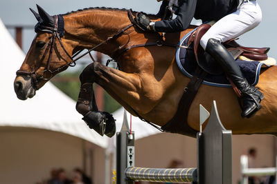 Man riding horse