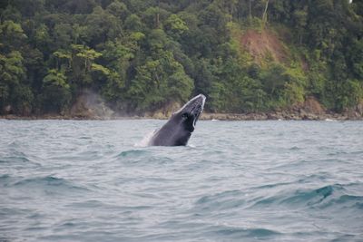 View of turtle in sea