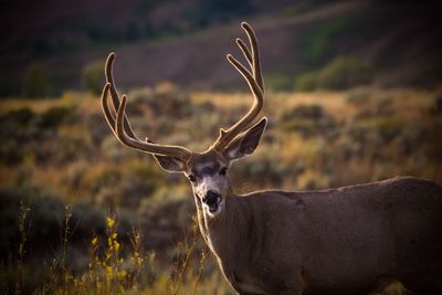 Portrait of deer on field