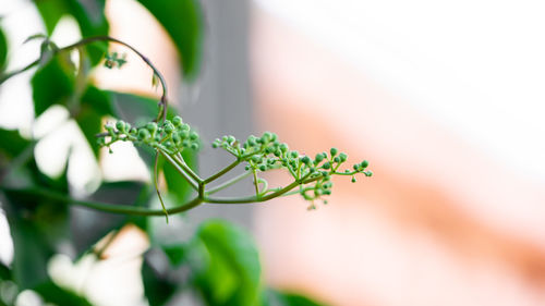 Close-up of green treetops on the wall and soft focus background