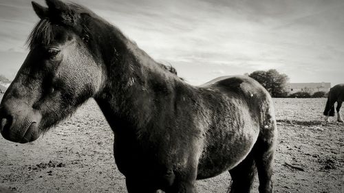 Horse standing on field against sky