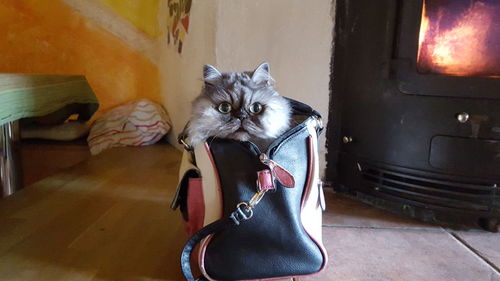 Portrait of cat in shoulder bag on table