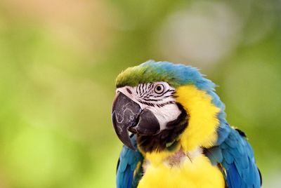 Close-up of gold and blue macaw