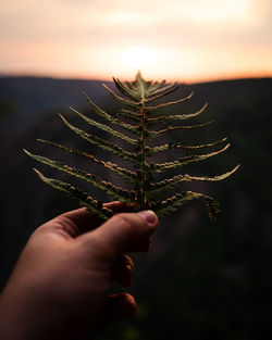 Close-up of hand holding leaf