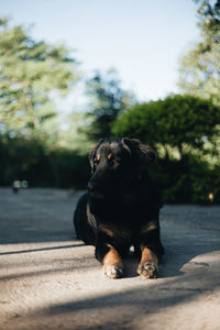 Dog sitting on road