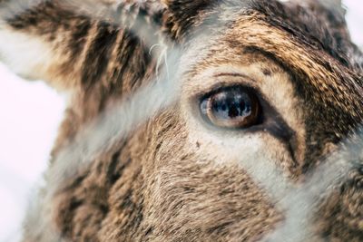 Close-up portrait of dog