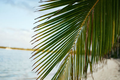 Close-up of palm tree leaves against sky