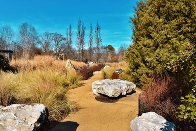 Plants and rocks on land against sky