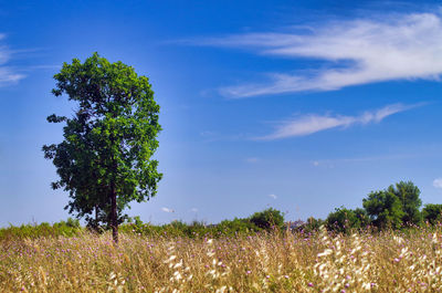 Trees on field against blue sky