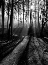 Sunlight streaming through trees in forest